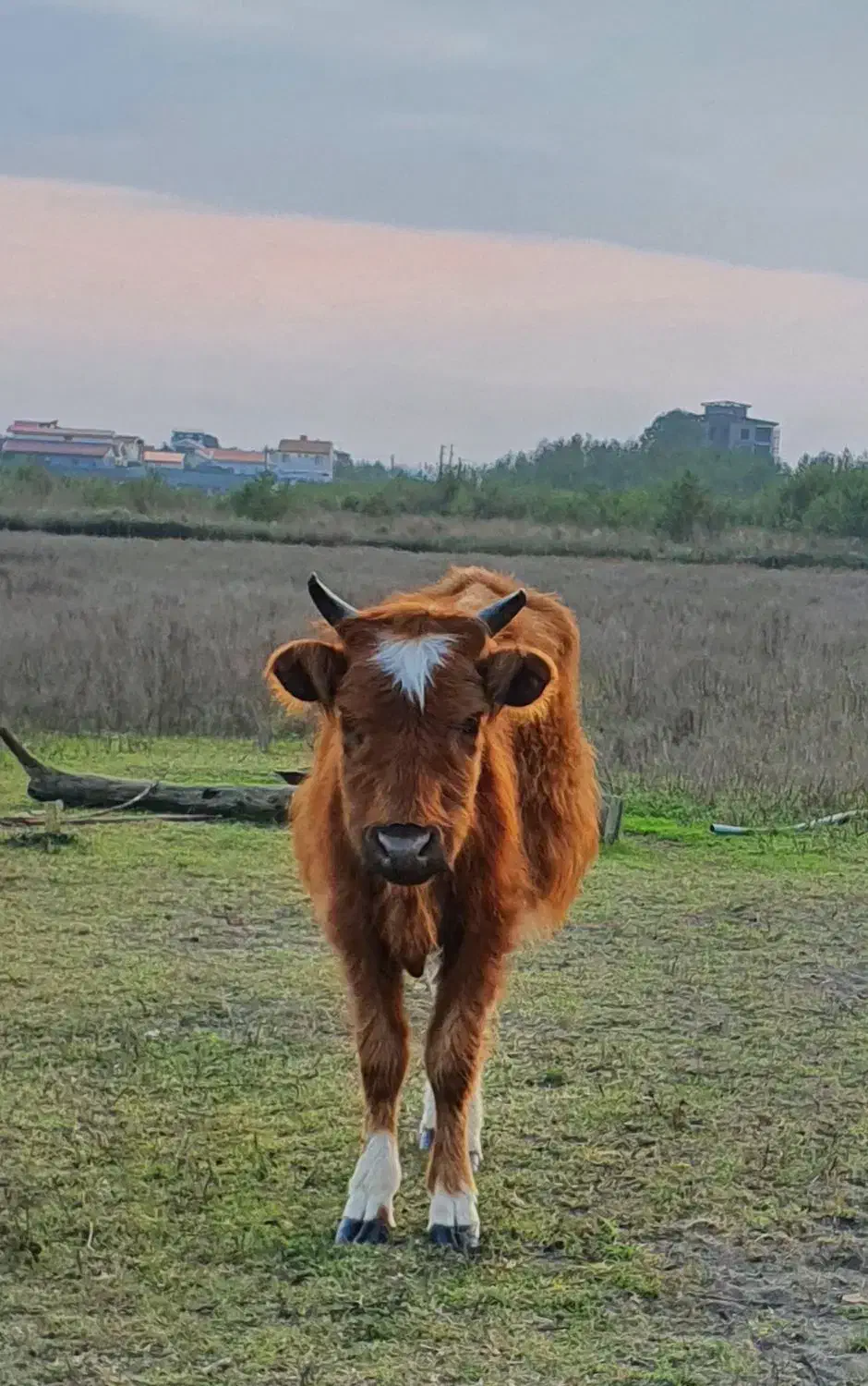 گاو|حیوانات مزرعه|بندر انزلی, بشمن|دیوار