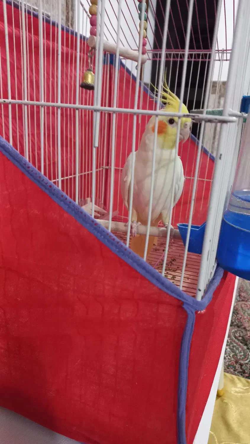 عروس هلندی|پرنده|کوهبنان, |دیوار