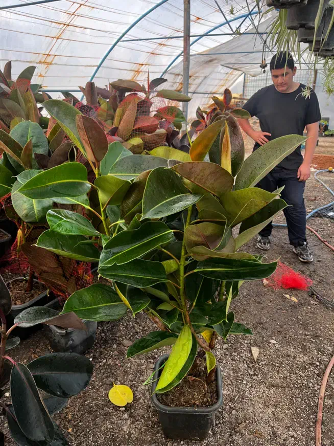 فیکوس جعبه انواع نژاد|گل و گیاه طبیعی|مشهد, الهیه|دیوار