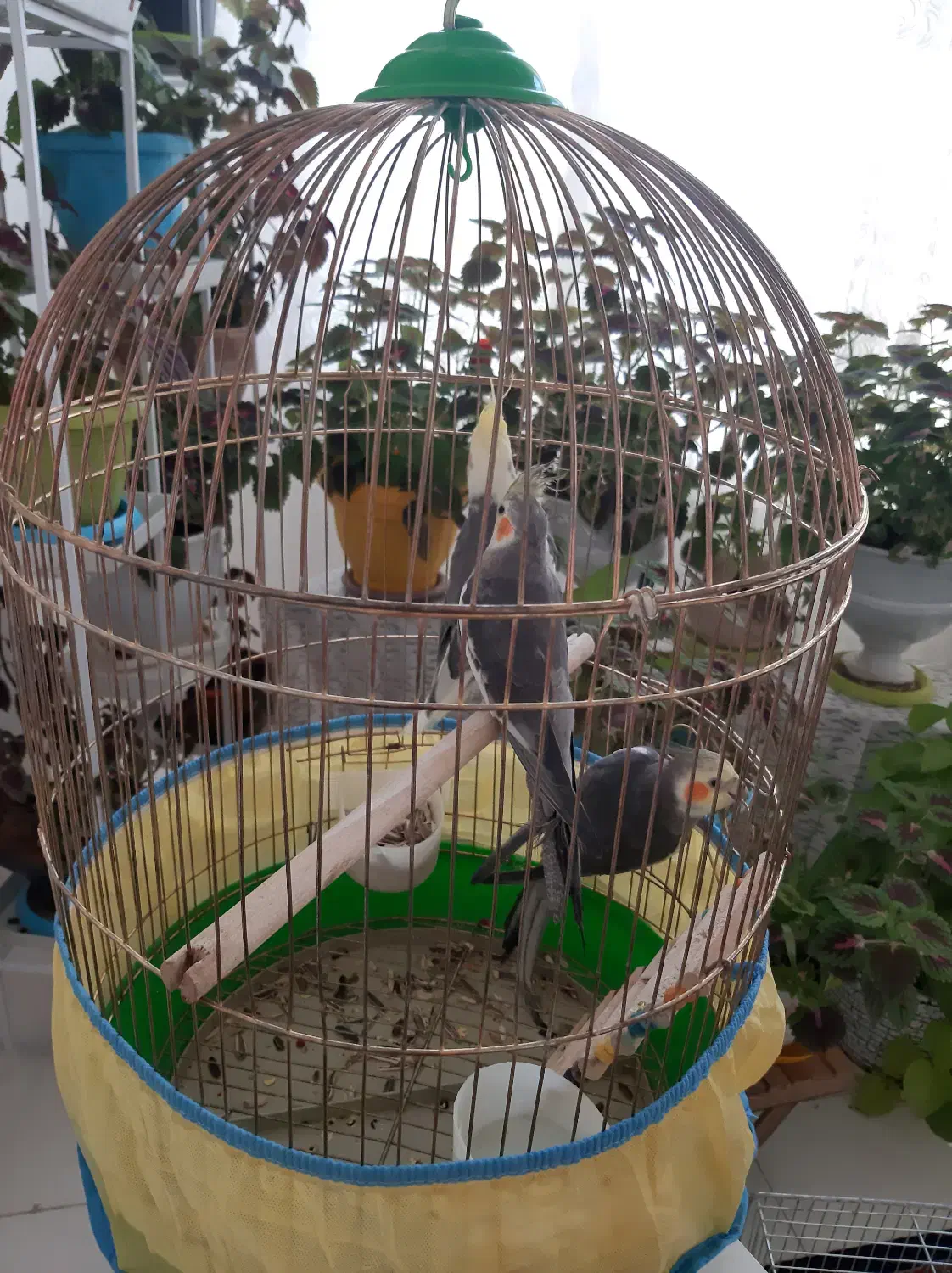 عروس هلندی شیطون بلا|پرنده|شیراز, شهرک پرواز|دیوار