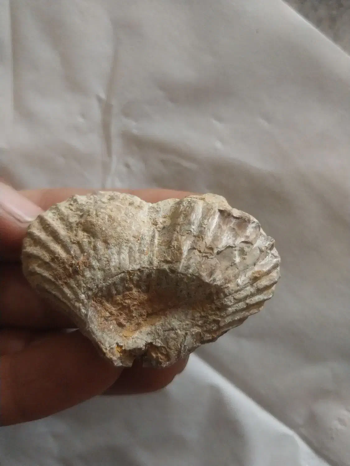 فسیل زیبا و با ارزش|کلکسیون اشیاء عتیقه|نیشابور, فردوس شمالی|دیوار