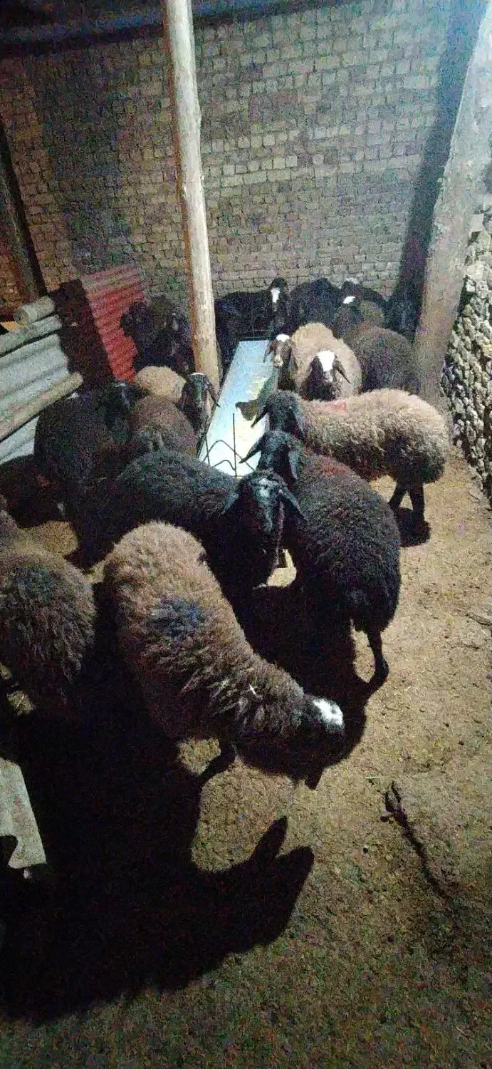 بره ماده|حیوانات مزرعه|کوهین, |دیوار