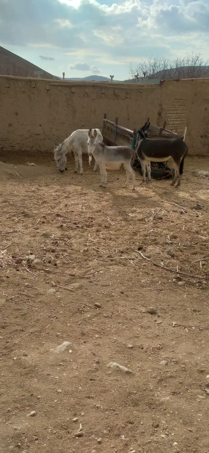 الاغ ماده و نر|حیوانات مزرعه|آبگرم, |دیوار