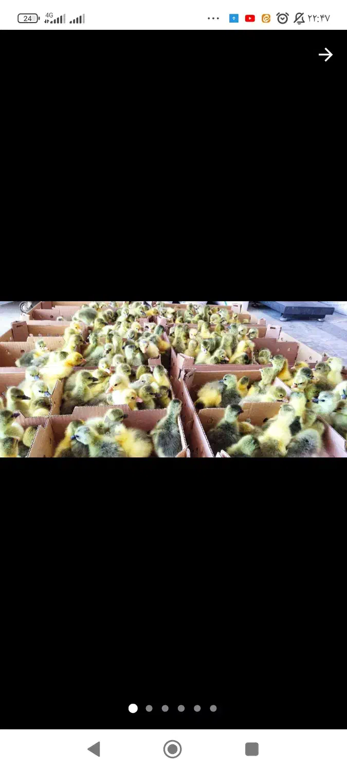 فروش جوجه غاز|حیوانات مزرعه|گلوگاه بابل (گلیا), |دیوار