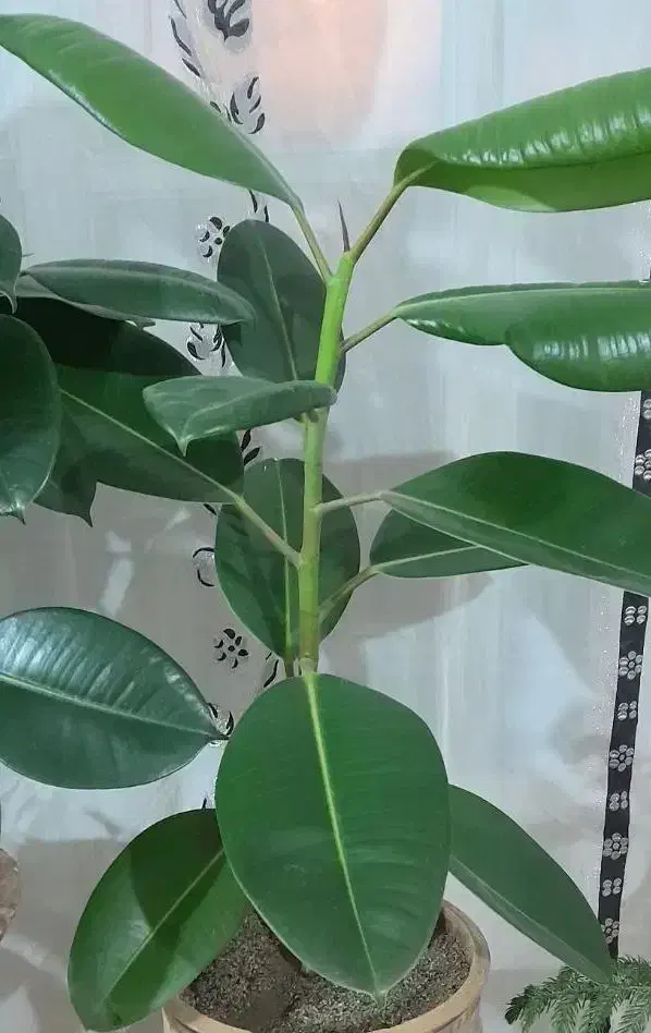 گل طبیعی|گل و گیاه طبیعی|میاندوآب, |دیوار