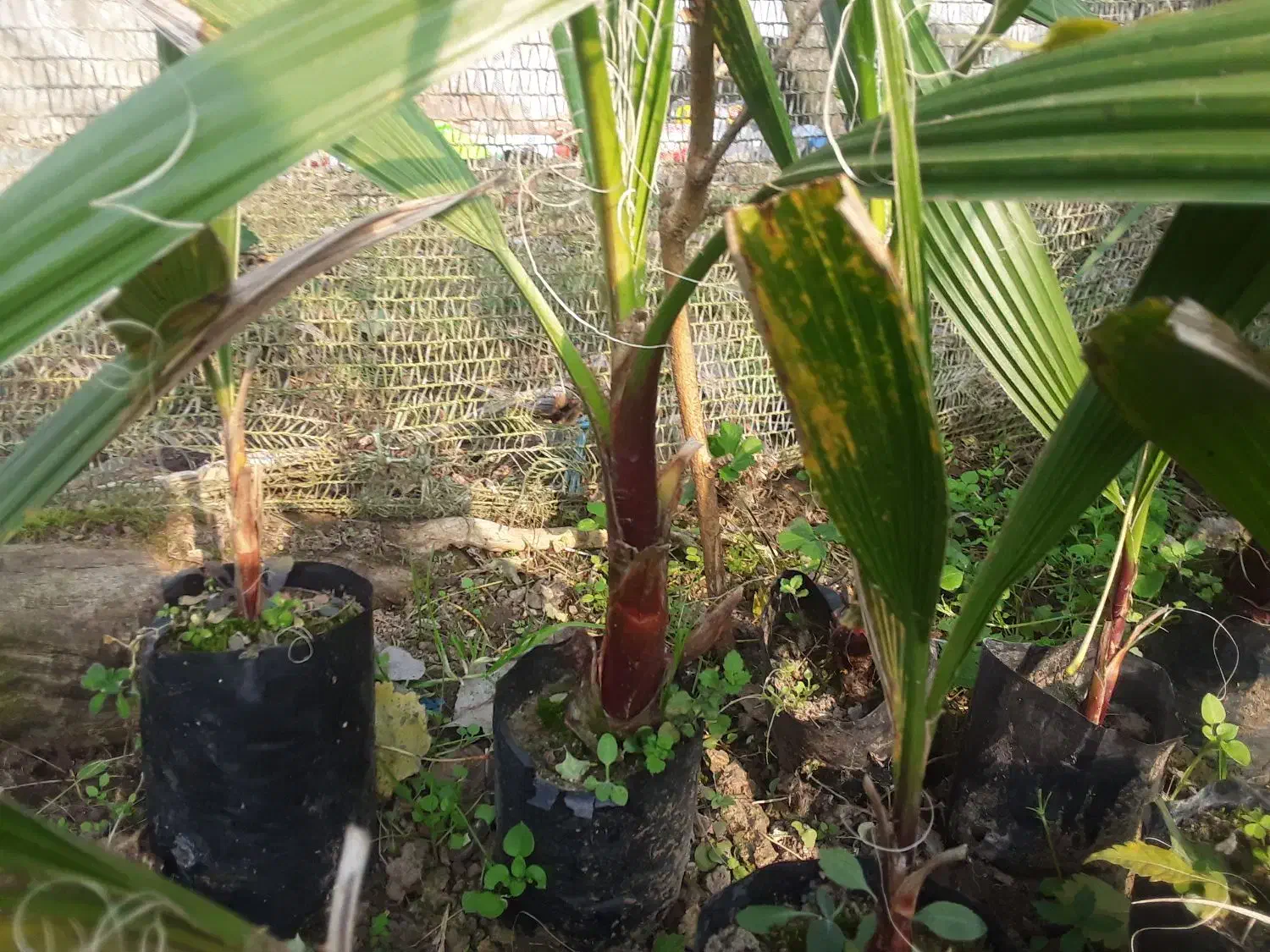 فروش پالم واشنگتن تنه قرمز نایلکسی|گل و گیاه طبیعی|رودسر, |دیوار