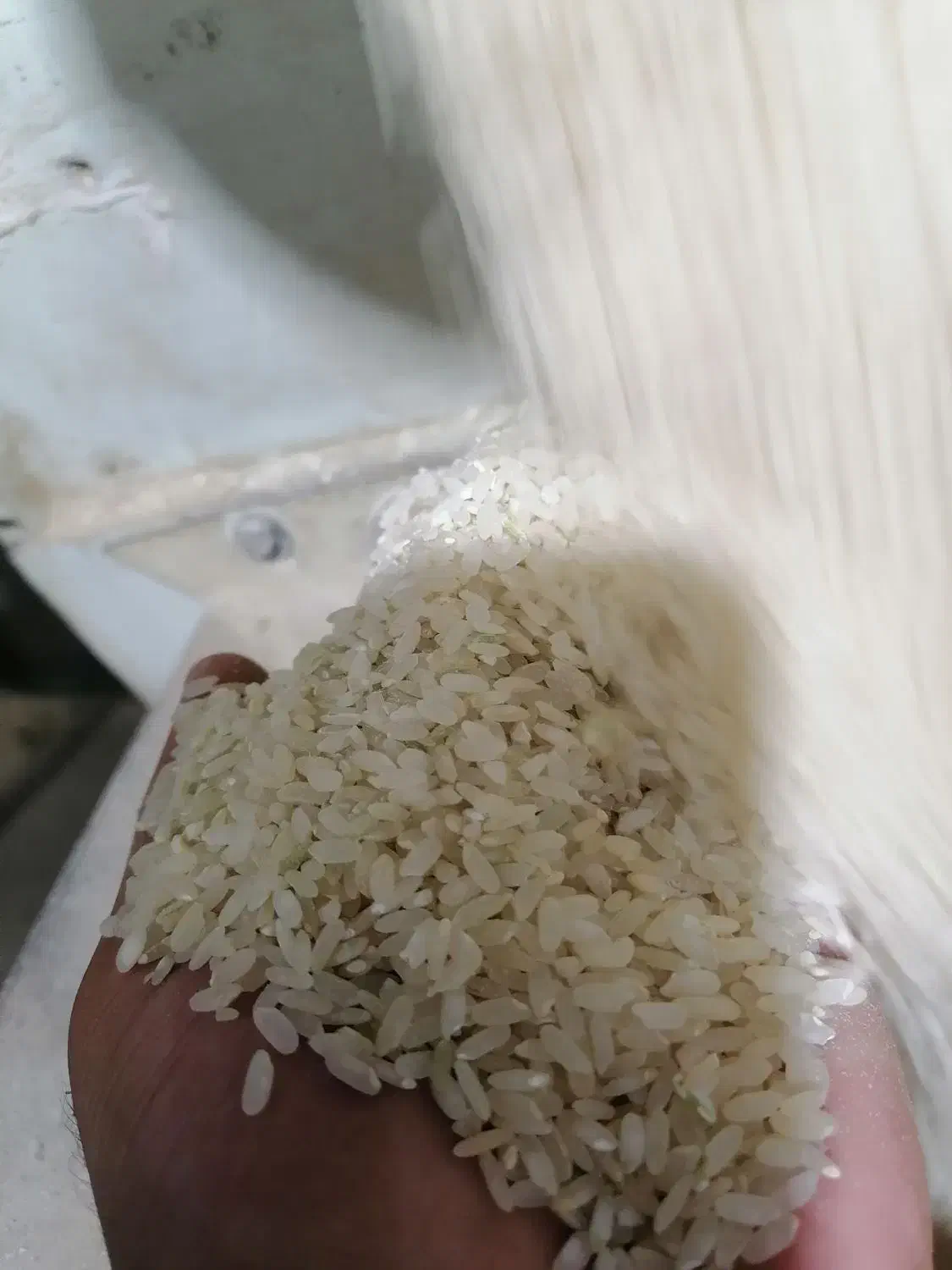 فروش عمده برنج کامفیروزی|خوردنی و آشامیدنی|شیراز, گلستان|دیوار