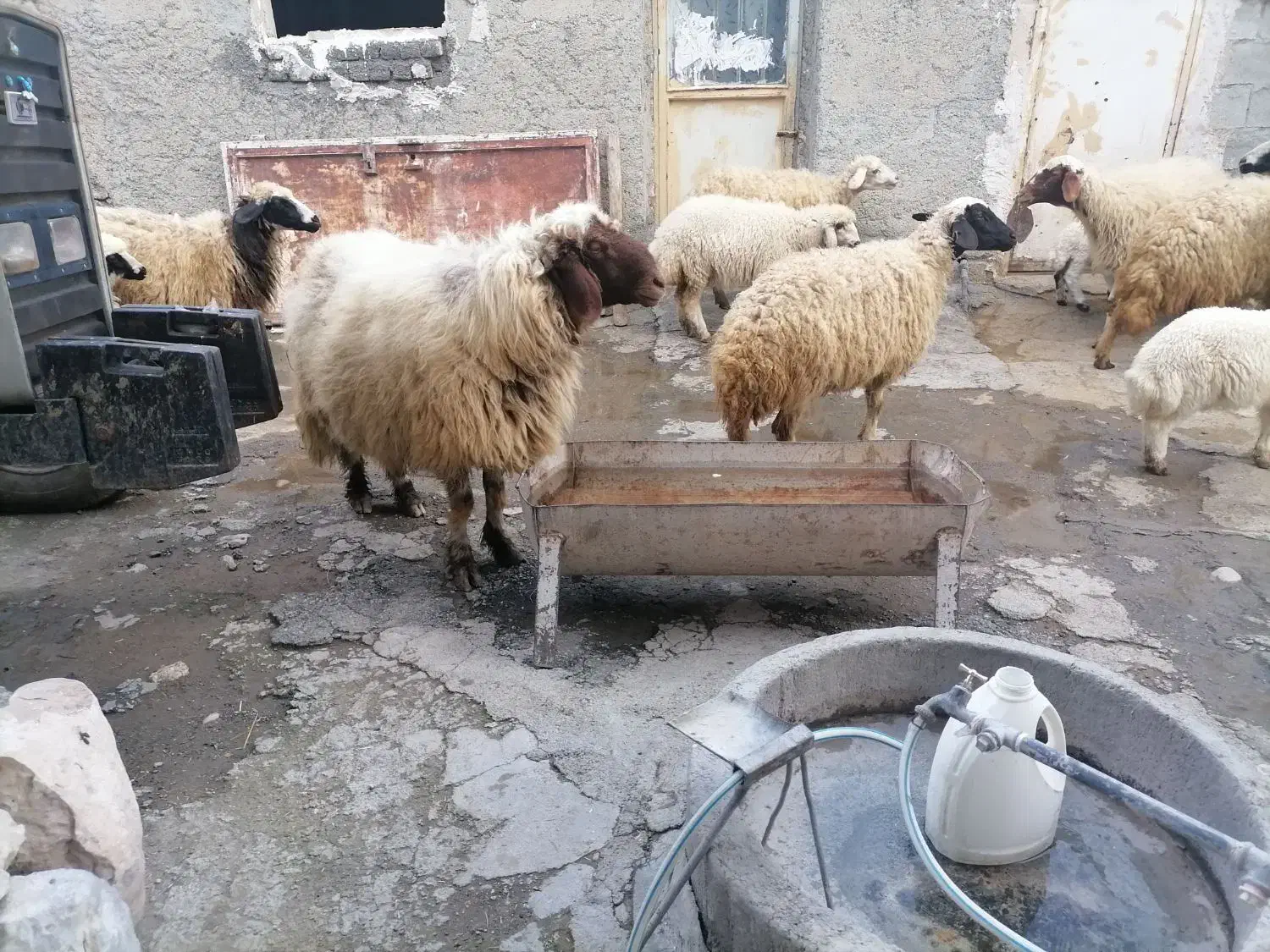 ورن|حیوانات مزرعه|گهواره, |دیوار