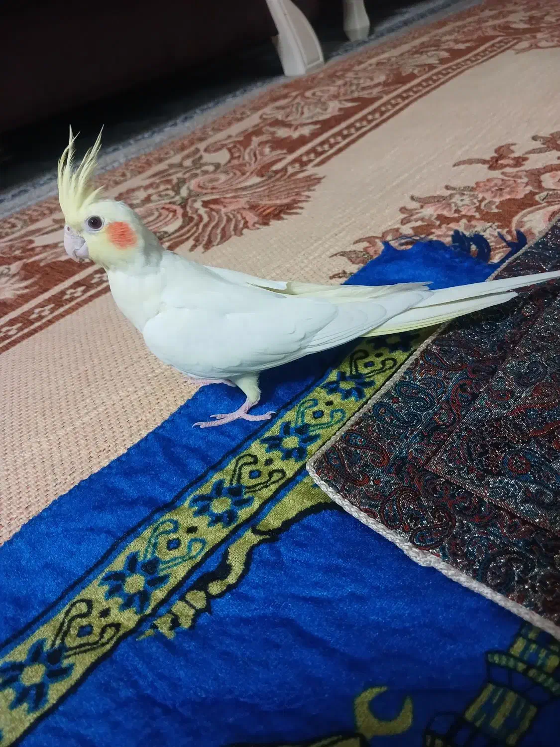 عروس هلندی نر و ماده|پرنده|مشهد, مصلی (کارمندان اول)|دیوار