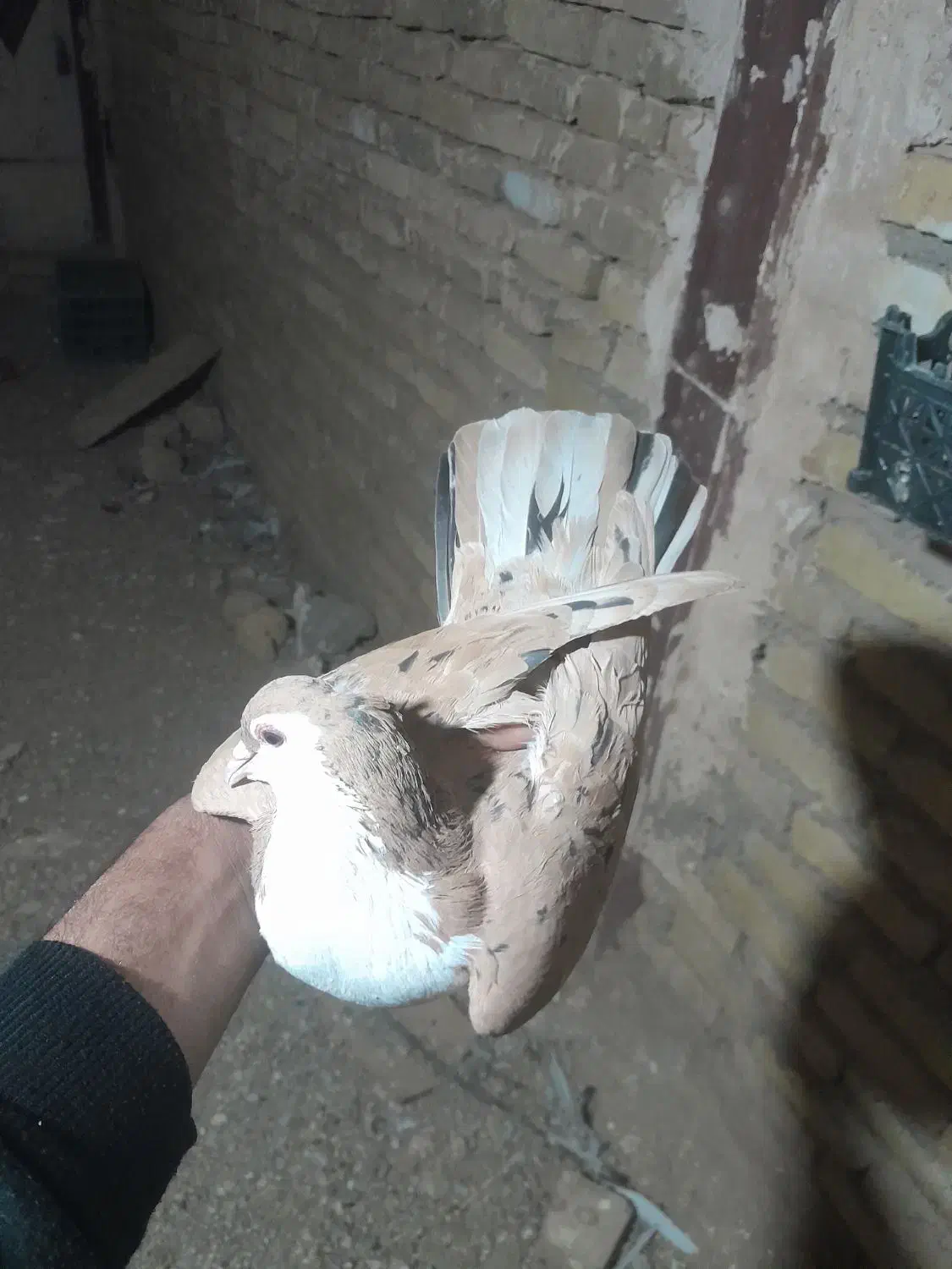 ساده زرد پز خال کله الماسی دم سفید|پرنده|تربتحیدریه, حاجی یار|دیوار