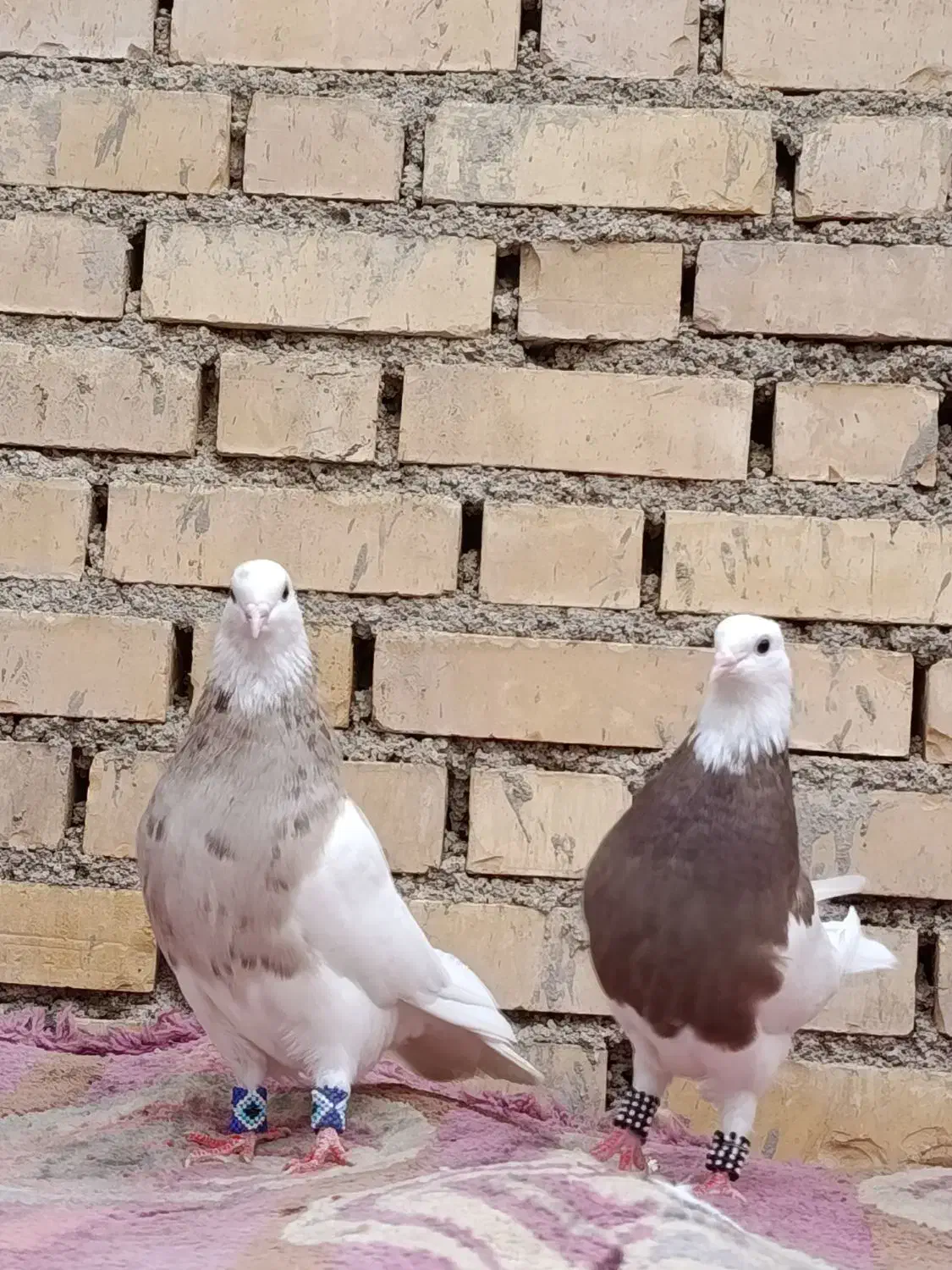 طوقی آجری 3تاامیدیه|پرنده|امیدیه, |دیوار