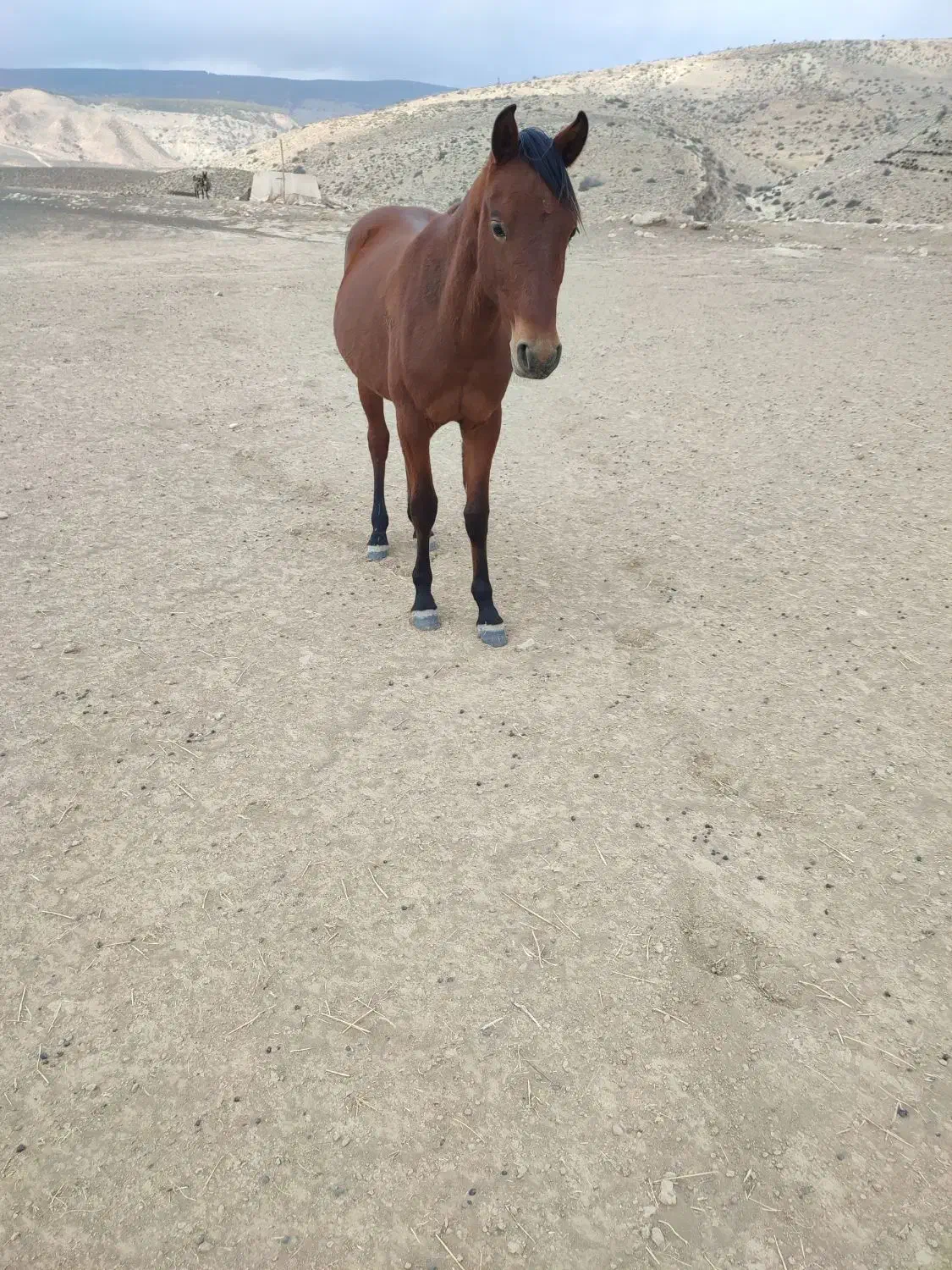 نریان 2 ساله|اسب و تجهیزات اسبسواری|گرگان, |دیوار