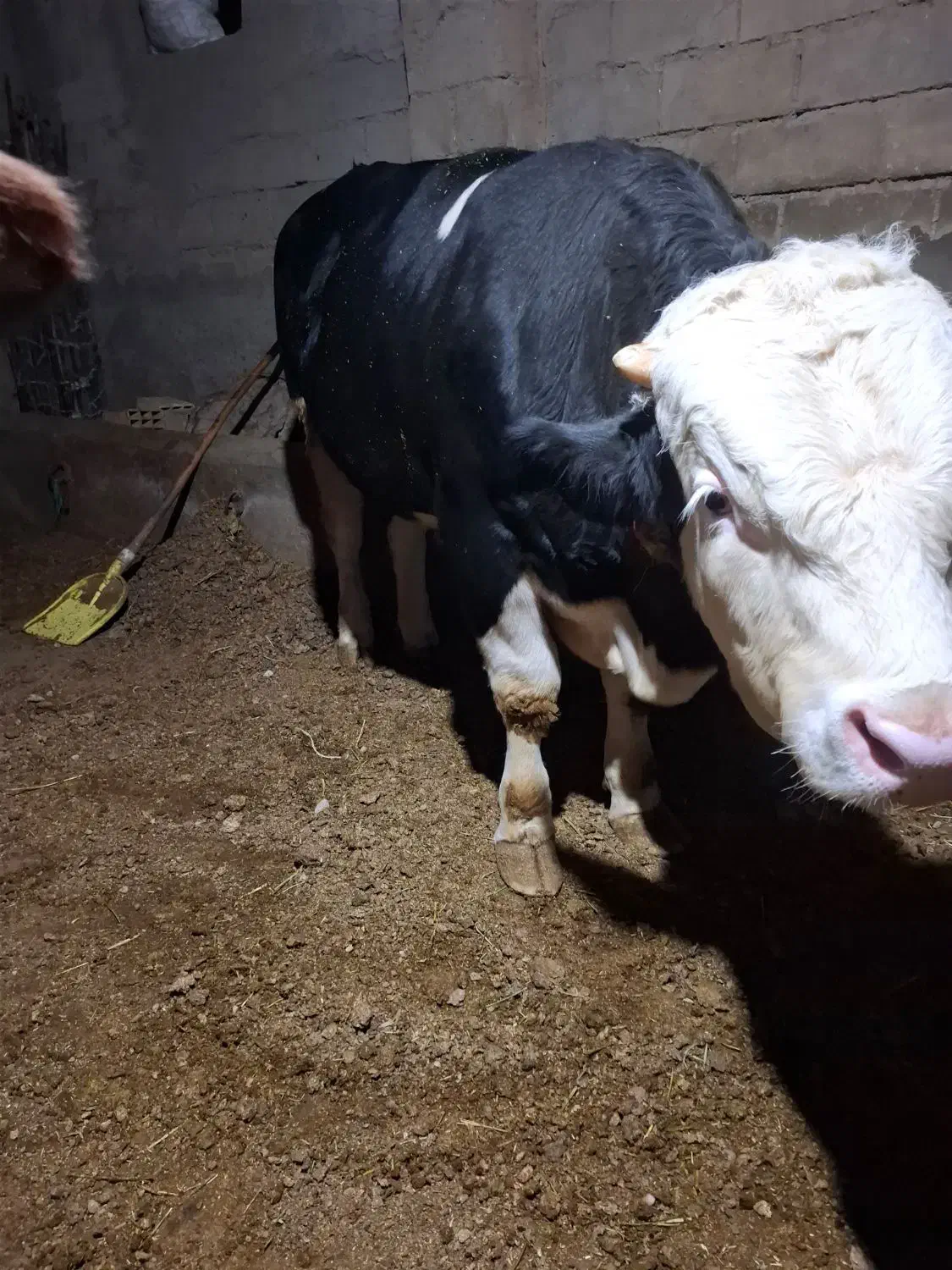 گاور نر (گوشتی)سیمیتال|حیوانات مزرعه|لیلان, |دیوار