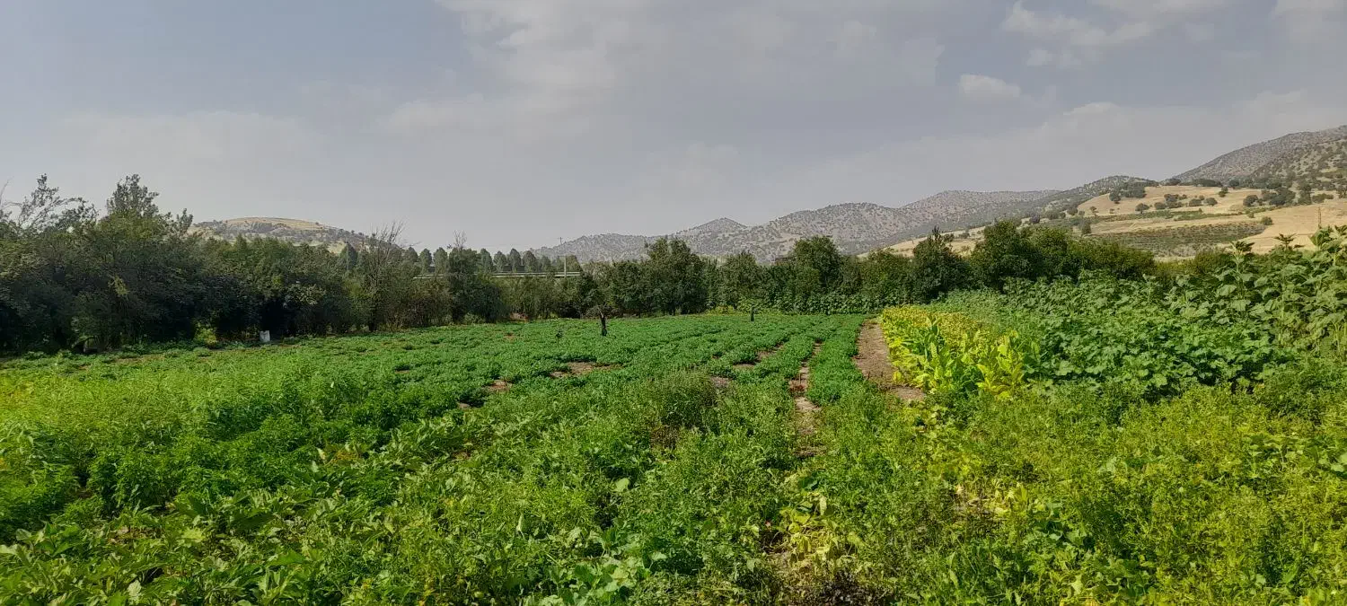 بادام‌زمینی‌ترکیه‌ای‌|عمده‌فروشی|مریوان, |دیوار