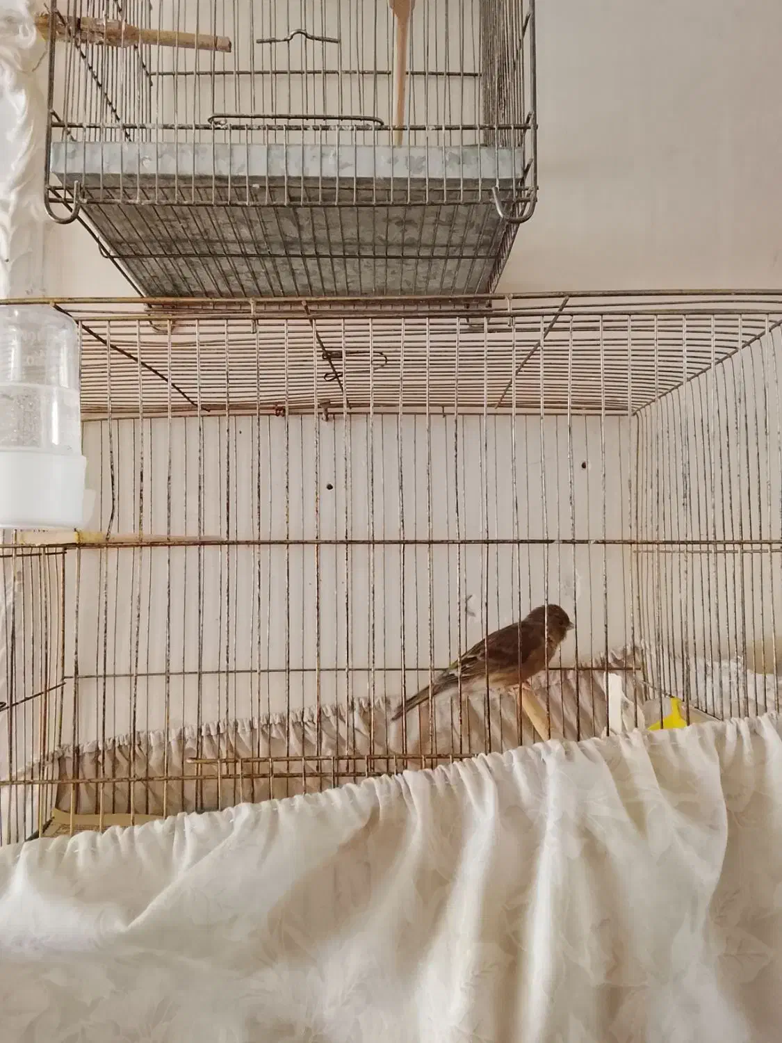 قناری نر|پرنده|مشکیندشت, |دیوار