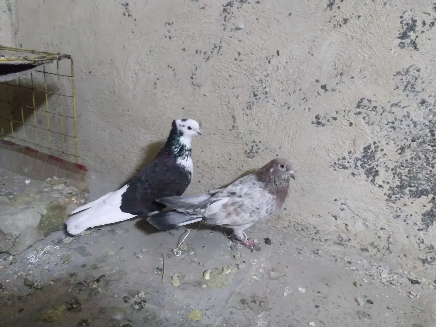 سرور|پرنده|وحیدیه, |دیوار