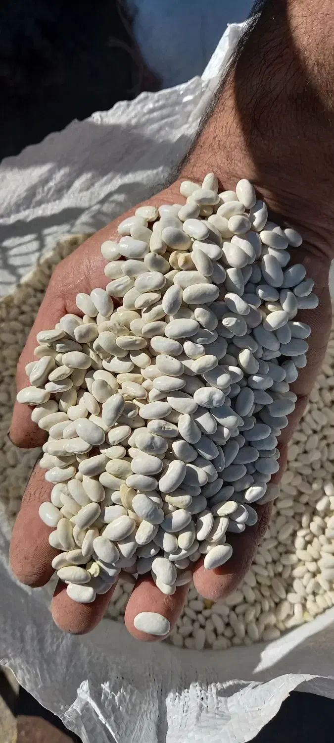 لوبیا سفید درجه۱|خوردنی و آشامیدنی|گلپایگان, |دیوار