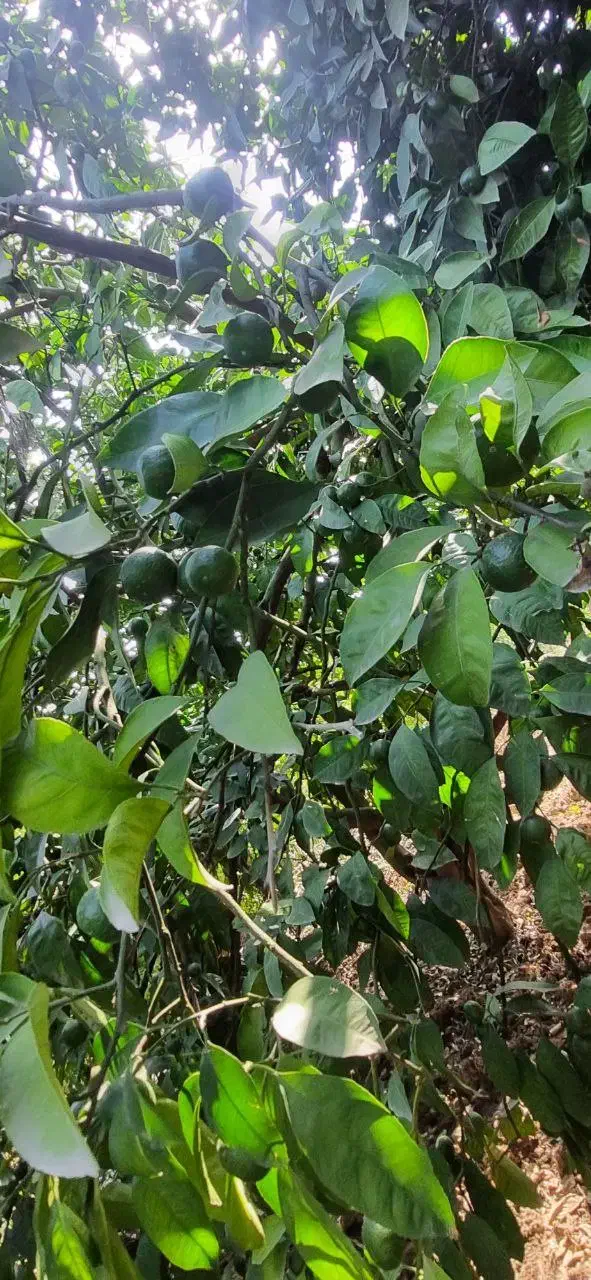 فروش باغ نارنگی با ویو زیبا|فروش زمین و ملک کلنگی|پایین هولار, |دیوار