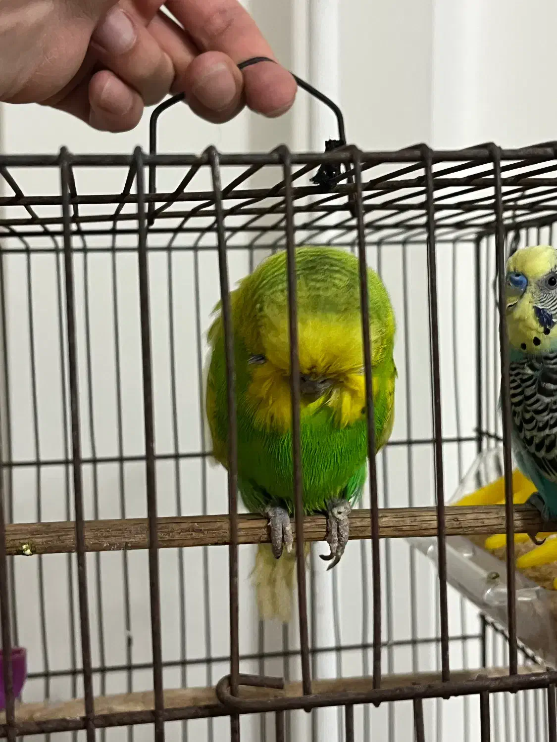 مرغ عشق انگلیسی گرید a|پرنده|قائمشهر, |دیوار