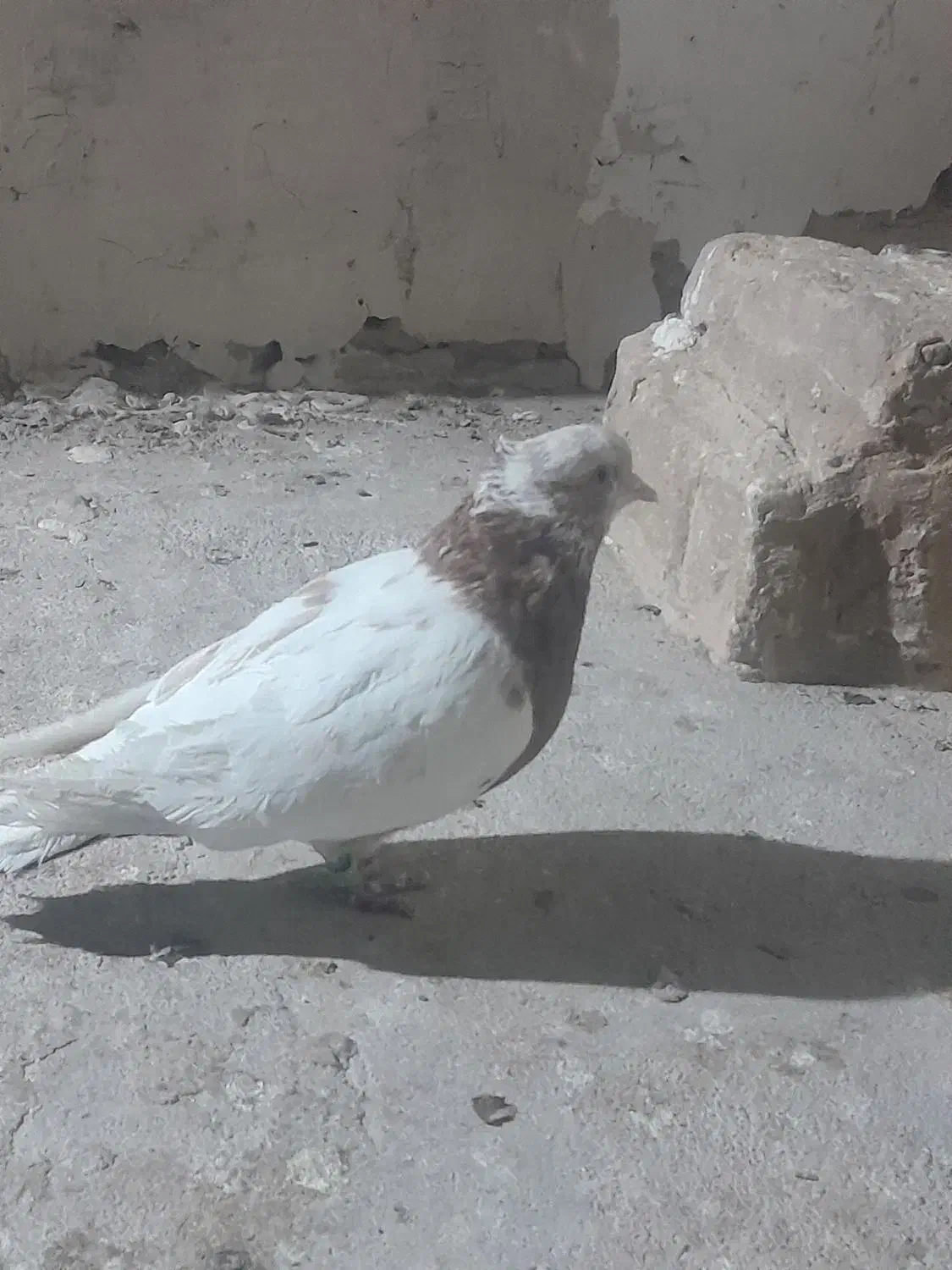 کفتر نیمتنه نر فروشی|پرنده|میان ولایت, |دیوار