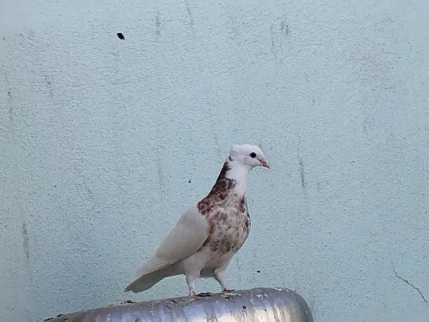 طوقی|پرنده|بم, |دیوار