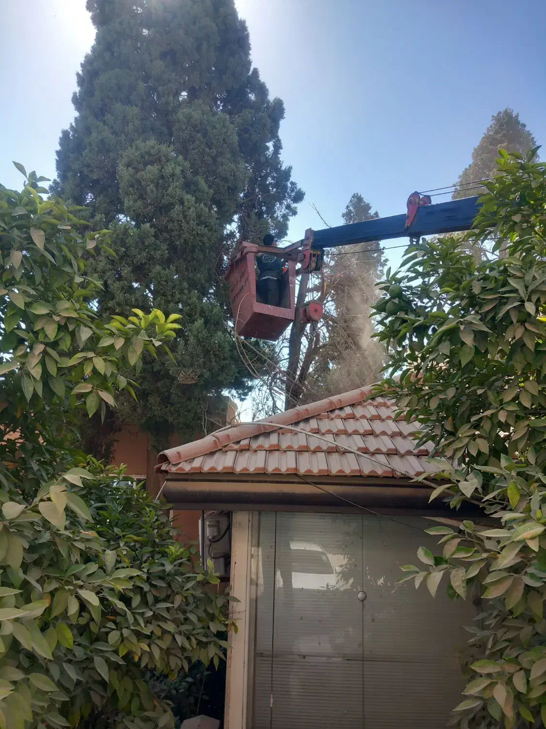 خدمات هرس|خدمات باغبانی و درختکاری|یزد, |دیوار