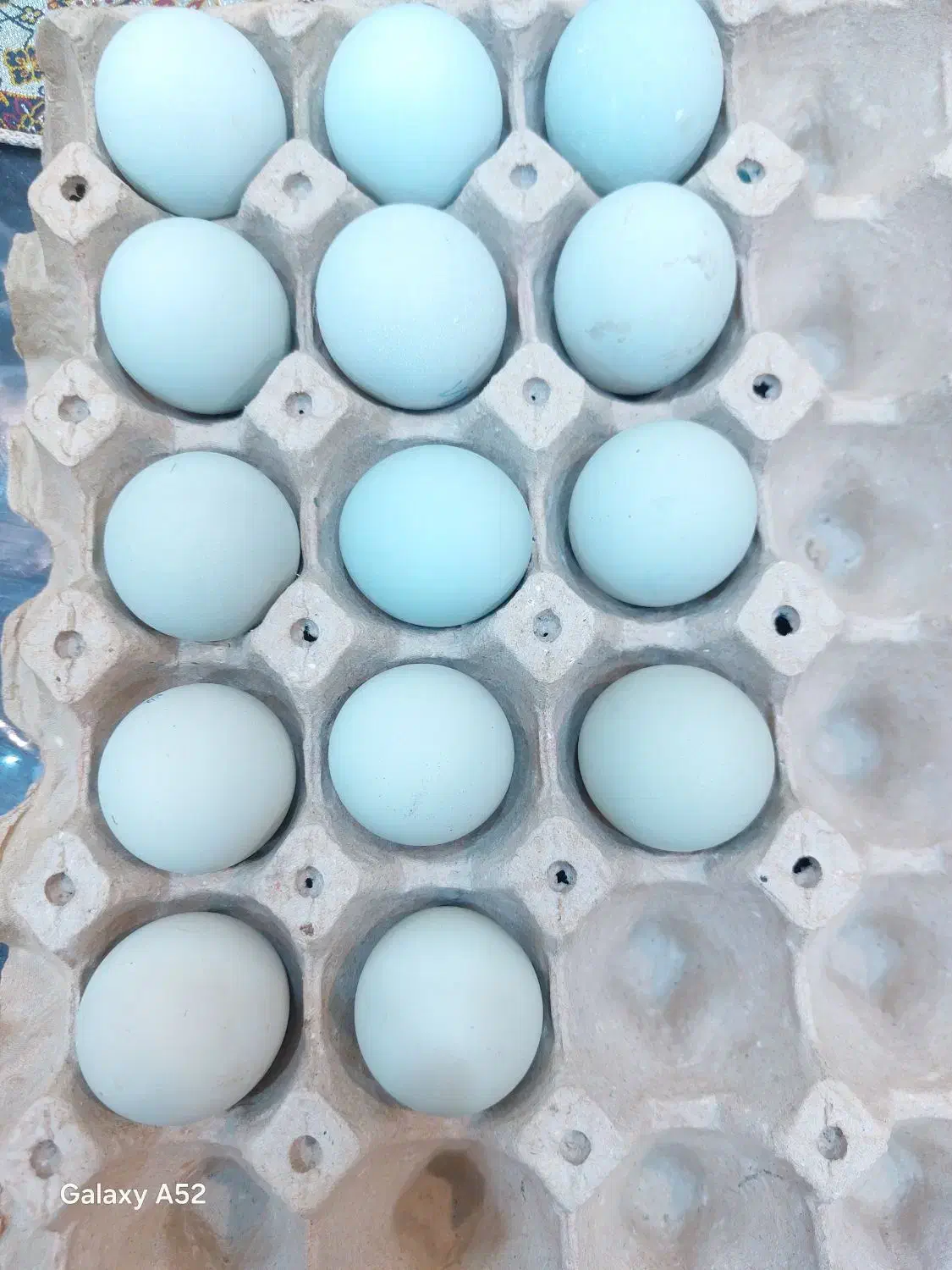 تخم مرغ زینتی آراکانا آبی و مرغ کرک|حیوانات مزرعه|اهواز, اهواز|دیوار