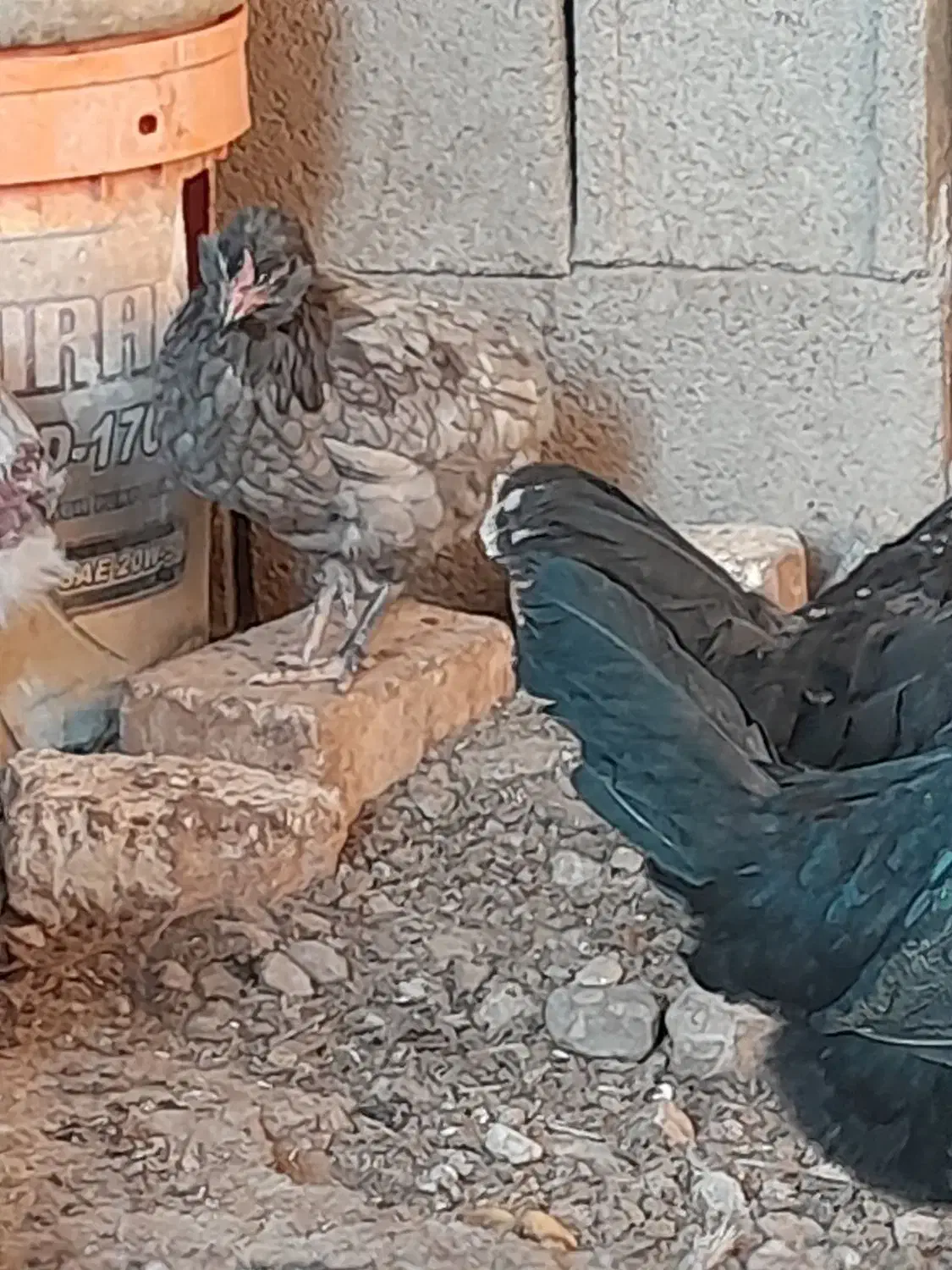 مرغ وخروس محلی اصیل وگلین|حیوانات مزرعه|مرودشت, نقش رستم|دیوار