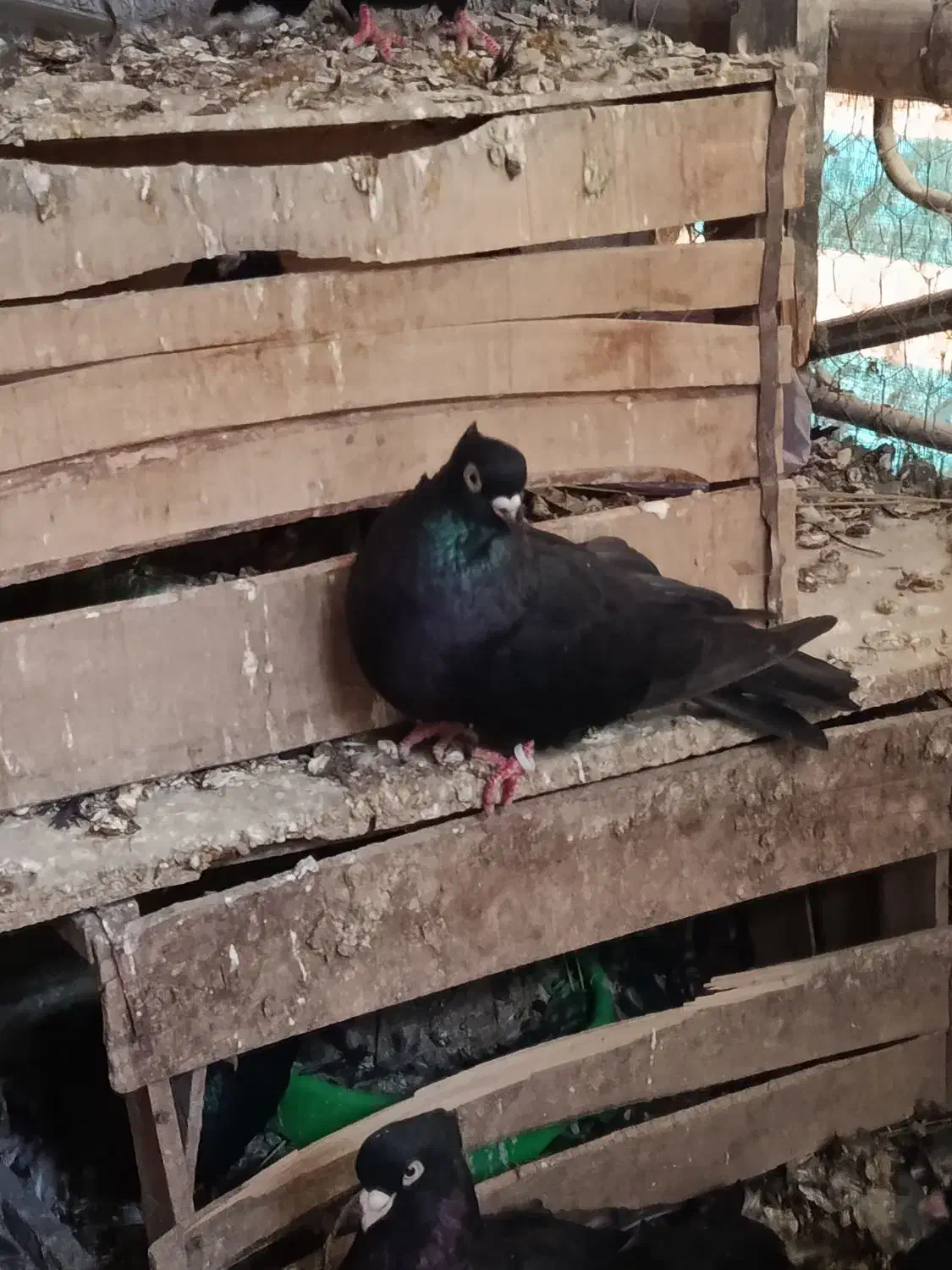 کبوتر صرب|پرنده|اصفهان, باغ زرشک|دیوار