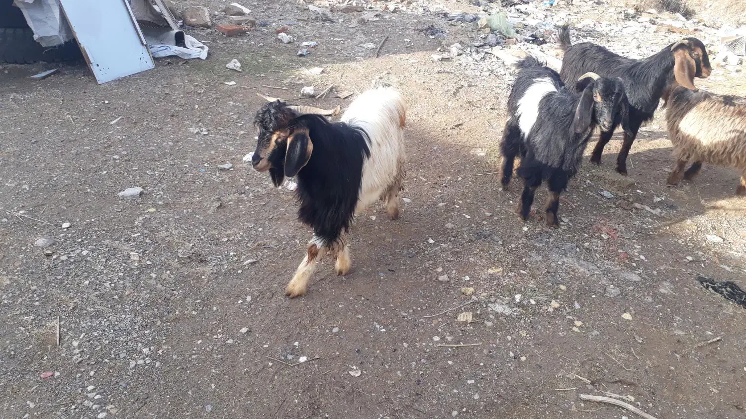 ۵راس بزغاله چاق|حیوانات مزرعه|کرمانشاه, |دیوار