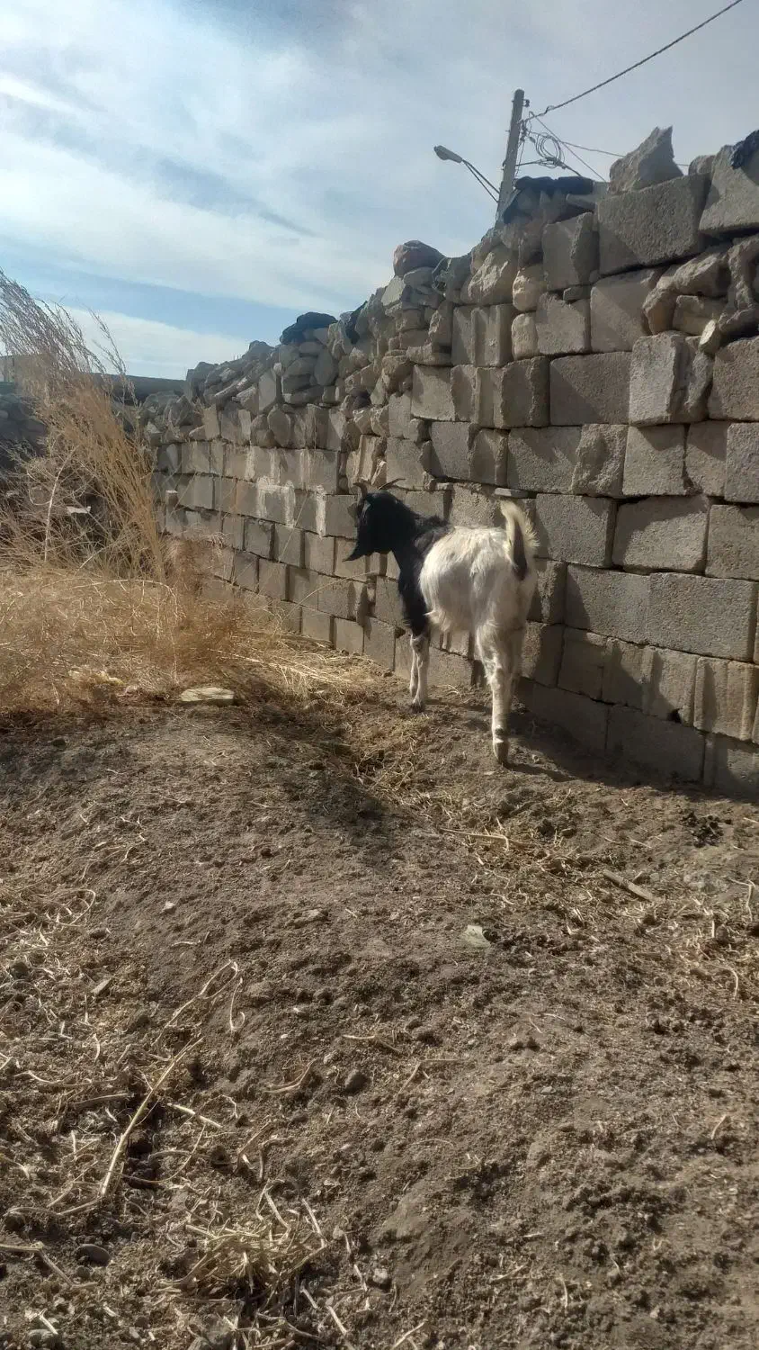 بز داشت|حیوانات مزرعه|دورود, |دیوار