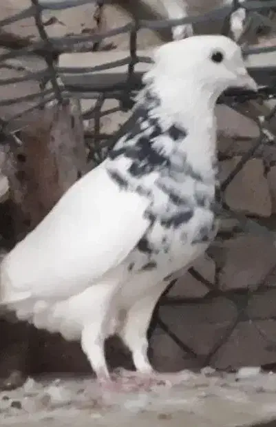 طوقی کلایی|پرنده|کرمان, |دیوار