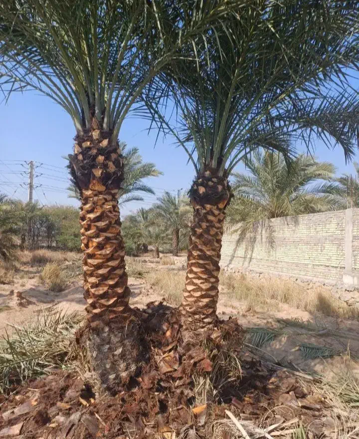 نخل و نهال مرکبات با قیمت مناسب و تحویل درباغ|خدمات باغبانی و درختکاری|یزد, |دیوار
