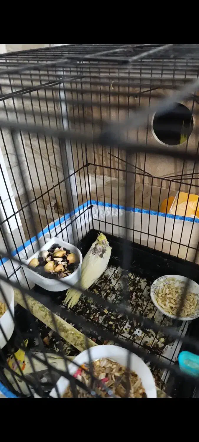 جوجه عروس هلندی دوکت لوتینو|پرنده|کلاله, |دیوار