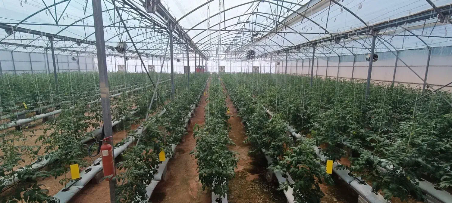 گلخانه مدرن هیدروپونیک|فروش دفتر صنعتی، کشاورزی، تجاری|جلفا, |دیوار