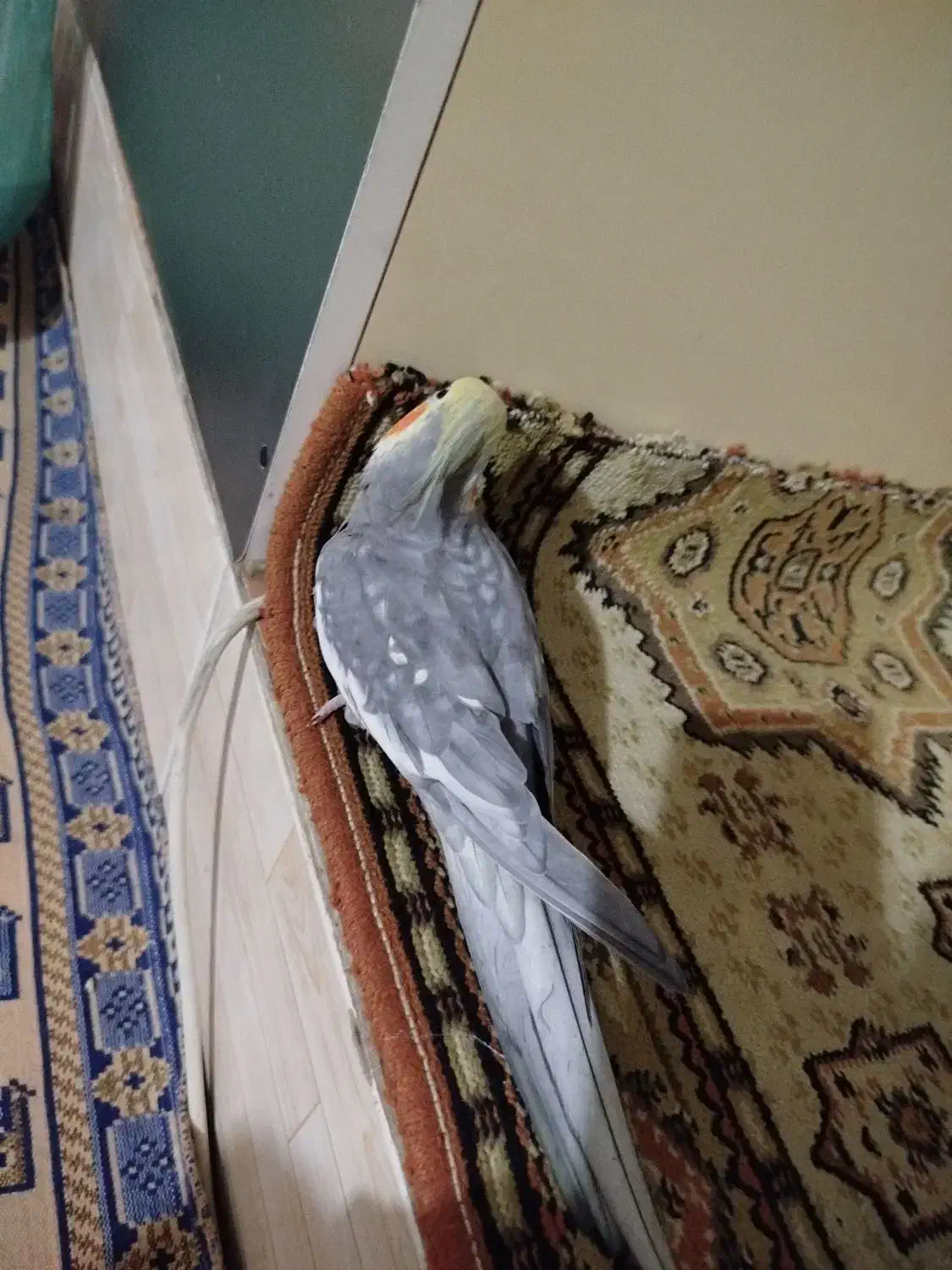 عروس هلندی نر مست سخنگو دستی رام|پرنده|تهران, بهارستان|دیوار