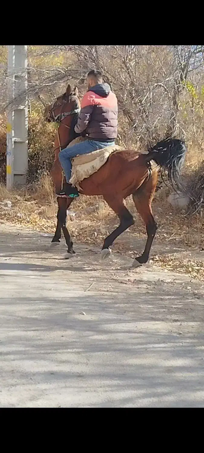 دو عدد اسب نریان و مادیان|اسب و تجهیزات اسبسواری|تیکمه داش, |دیوار