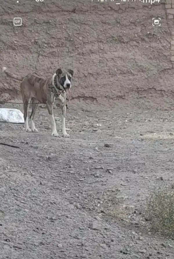 سگ ماده|سگ|رشتخوار, |دیوار