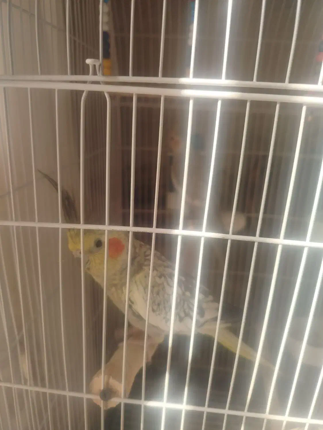 عروس هلندی|پرنده|تهران, منیریه|دیوار