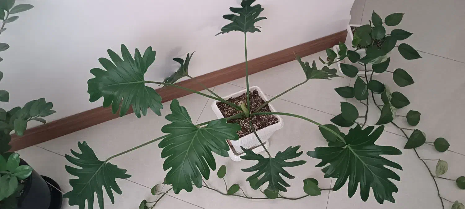 برگ انجیری سر حال|گل و گیاه طبیعی|سمنان, |دیوار