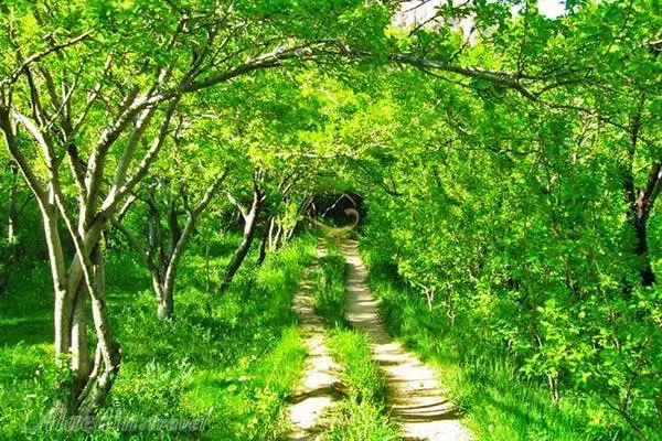 باغبان کلیه خدمات باغبانی|خدمات باغبانی و درختکاری|اصفهان, خانه اصفهان|دیوار