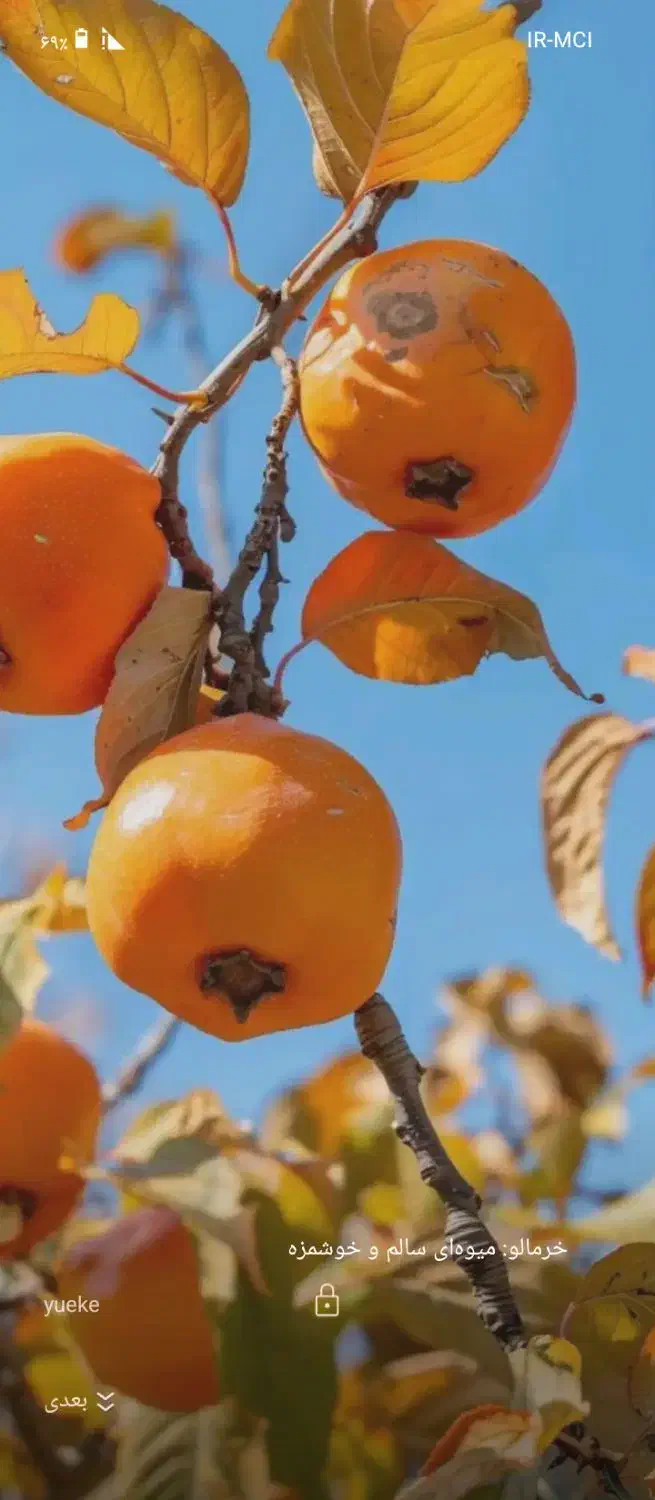 همکاری|فعالیت داوطلبانه|بیرجند, |دیوار