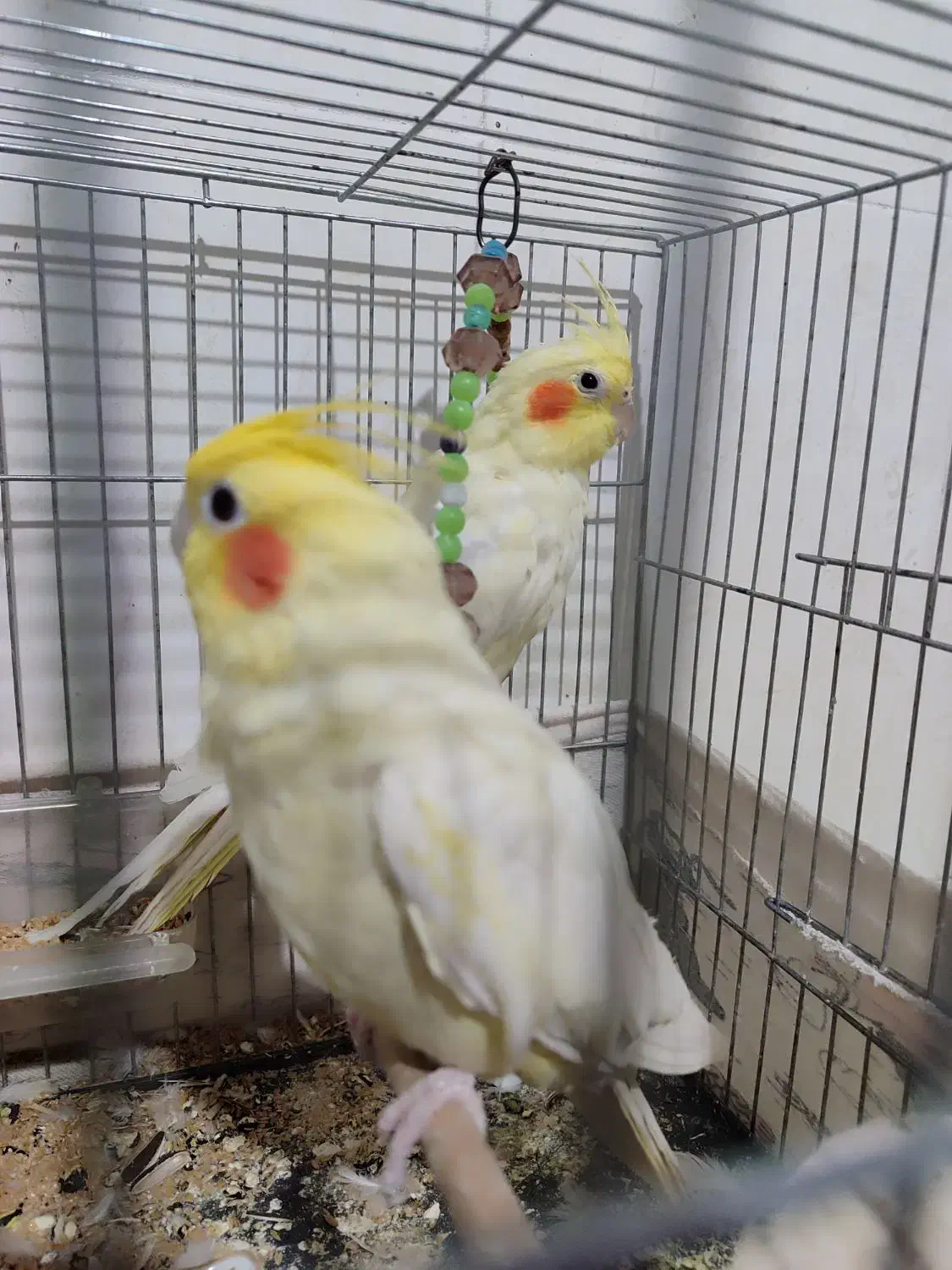 یک جفت عروس هلندی لوتینو|پرنده|سلطانیه, |دیوار