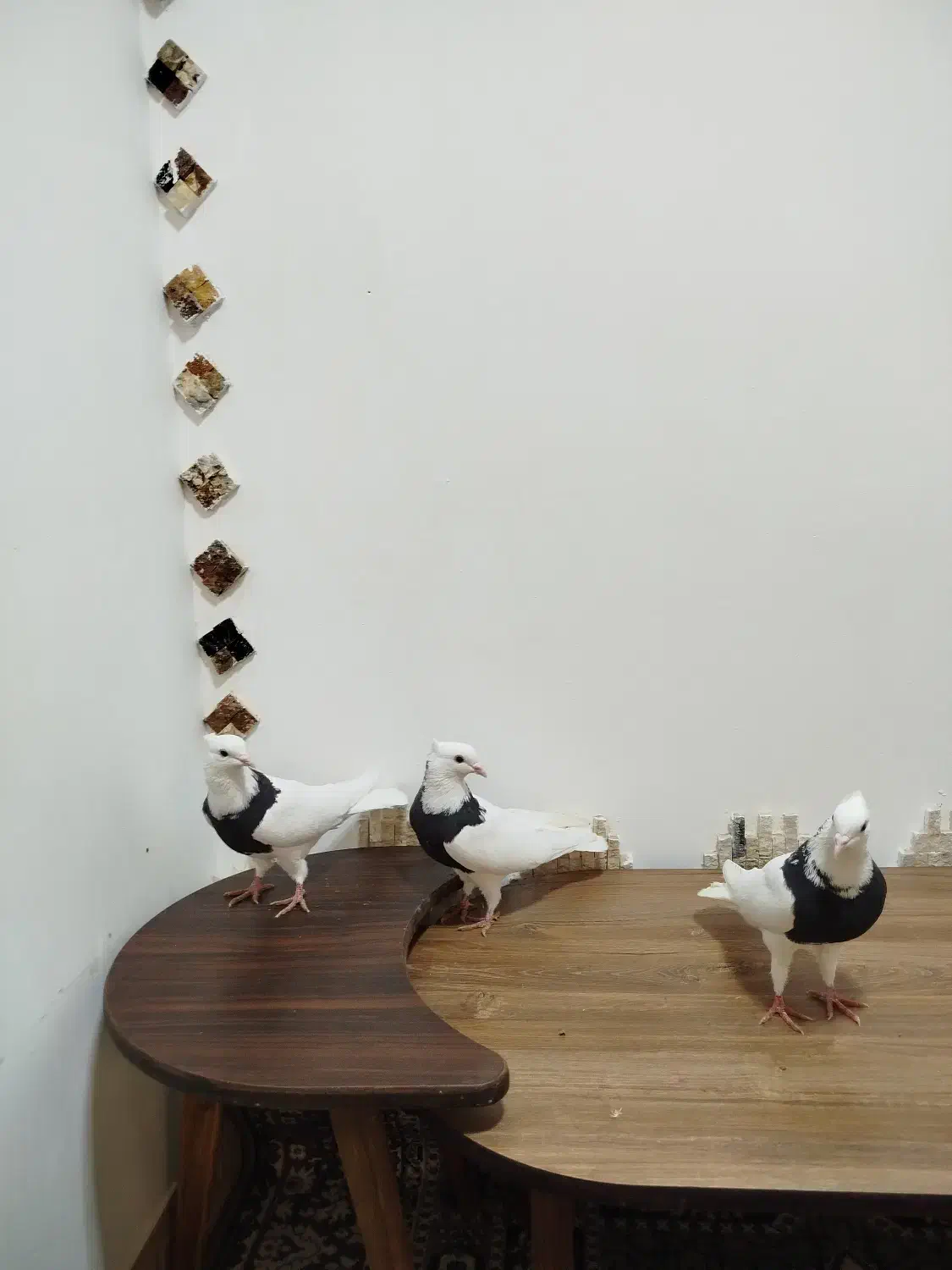 کبوتر طوقی|پرنده|کرمانشاه, |دیوار