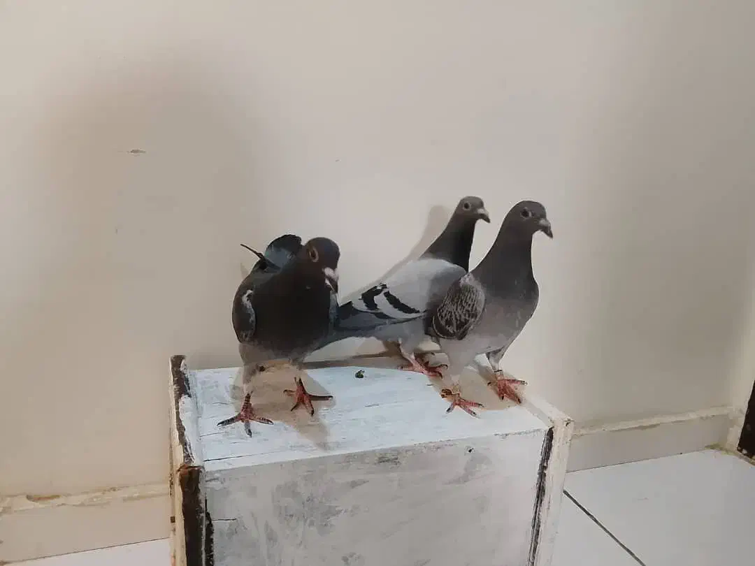 جوجه کبوتر مسافتی ( پلاکی)|پرنده|رباطکریم, رباطکریم|دیوار