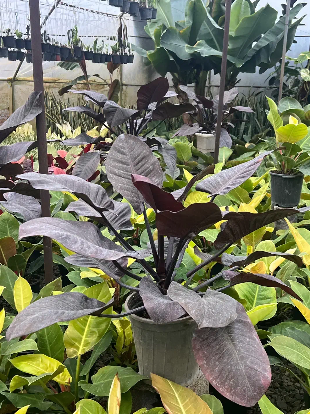 فروش فوری تمام گلهای گلخانه|گل و گیاه طبیعی|عباسآباد, |دیوار