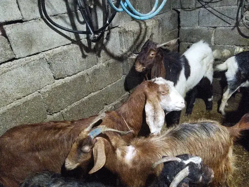 بز نر وماده|حیوانات مزرعه|بندر ماهشهر, |دیوار