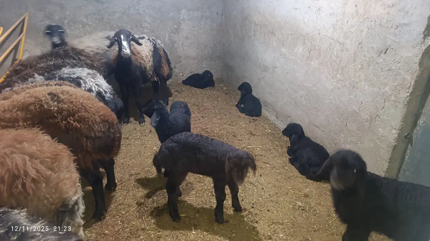 میش افشاری اصل|حیوانات مزرعه|زارچ, |دیوار