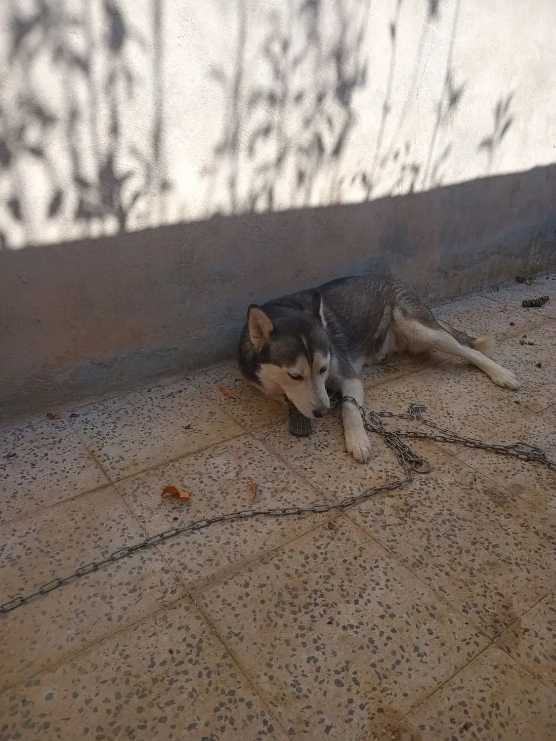 سلام سگ هاسکی چشم تا به تا|سگ|مهاجران, |دیوار