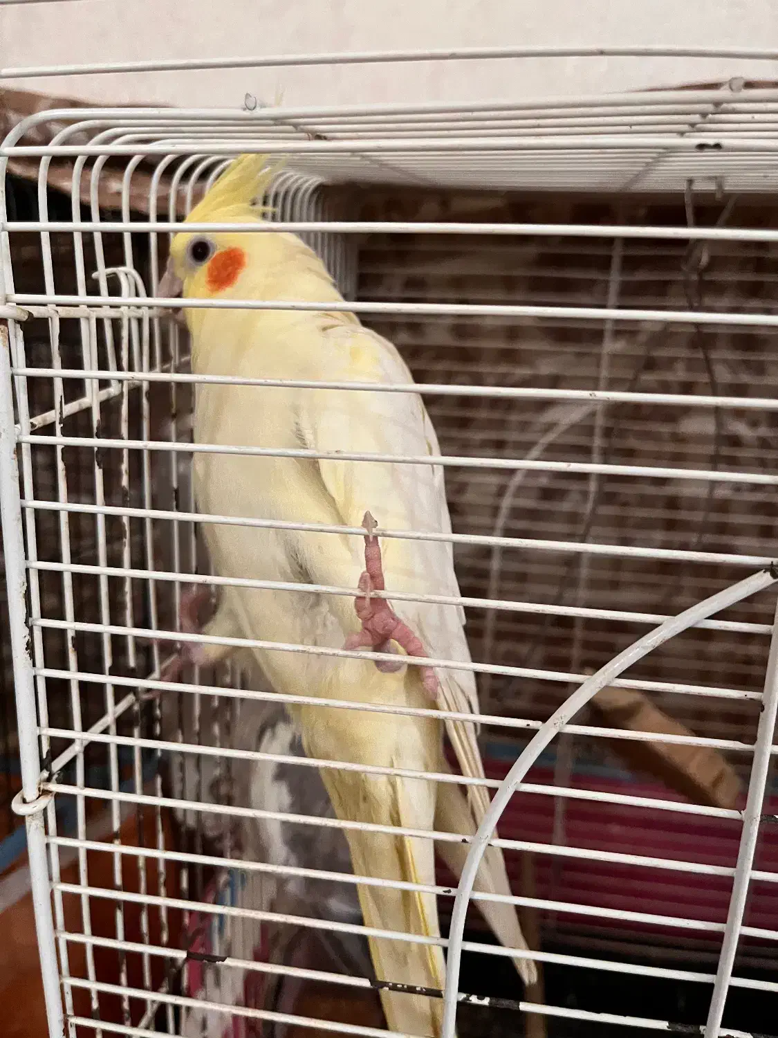 ۳عدد عروس هلندی بالغ|پرنده|آستارا, |دیوار